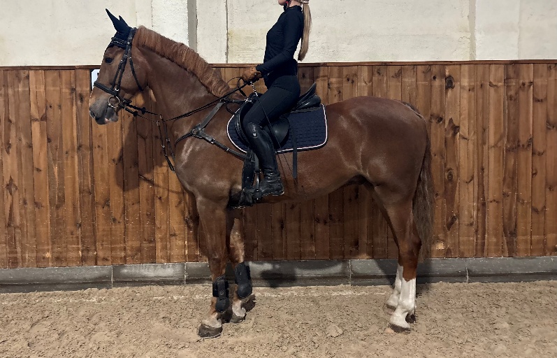 Obraz zawierający ogier, Sprzęt dla koni, Rząd koński, uzda

Zawartość wygenerowana przez AI może być niepoprawna.