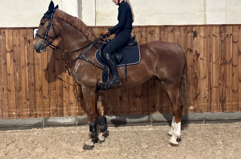 Obraz zawierający ogier, Sprzęt dla koni, uzda, Rząd koński

Zawartość wygenerowana przez AI może być niepoprawna.