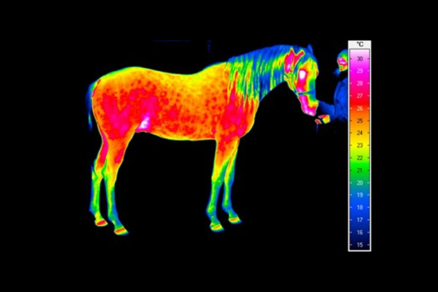 Termografia narzędziem wspierającym diagnostykę i profilaktykę zdrowia koni