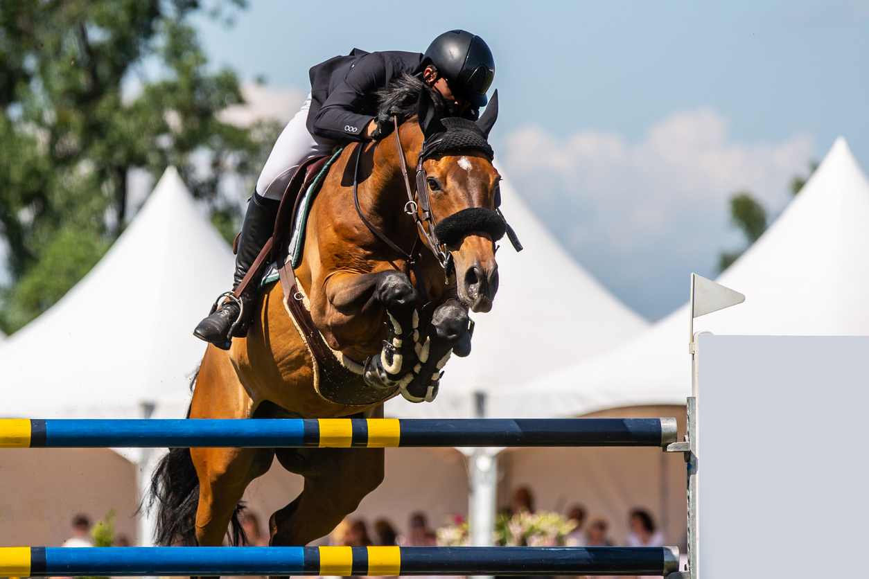 Uczciwa cena – ile wart jest mój koń?