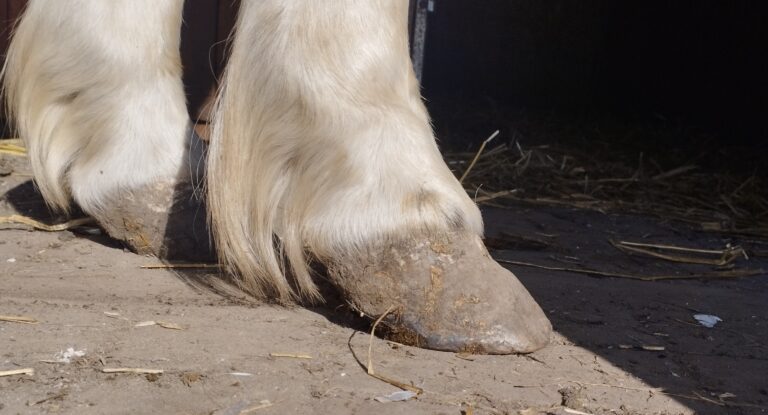 Fot. 1. Ochwat u kuca. Autor: Anna Kosakowska