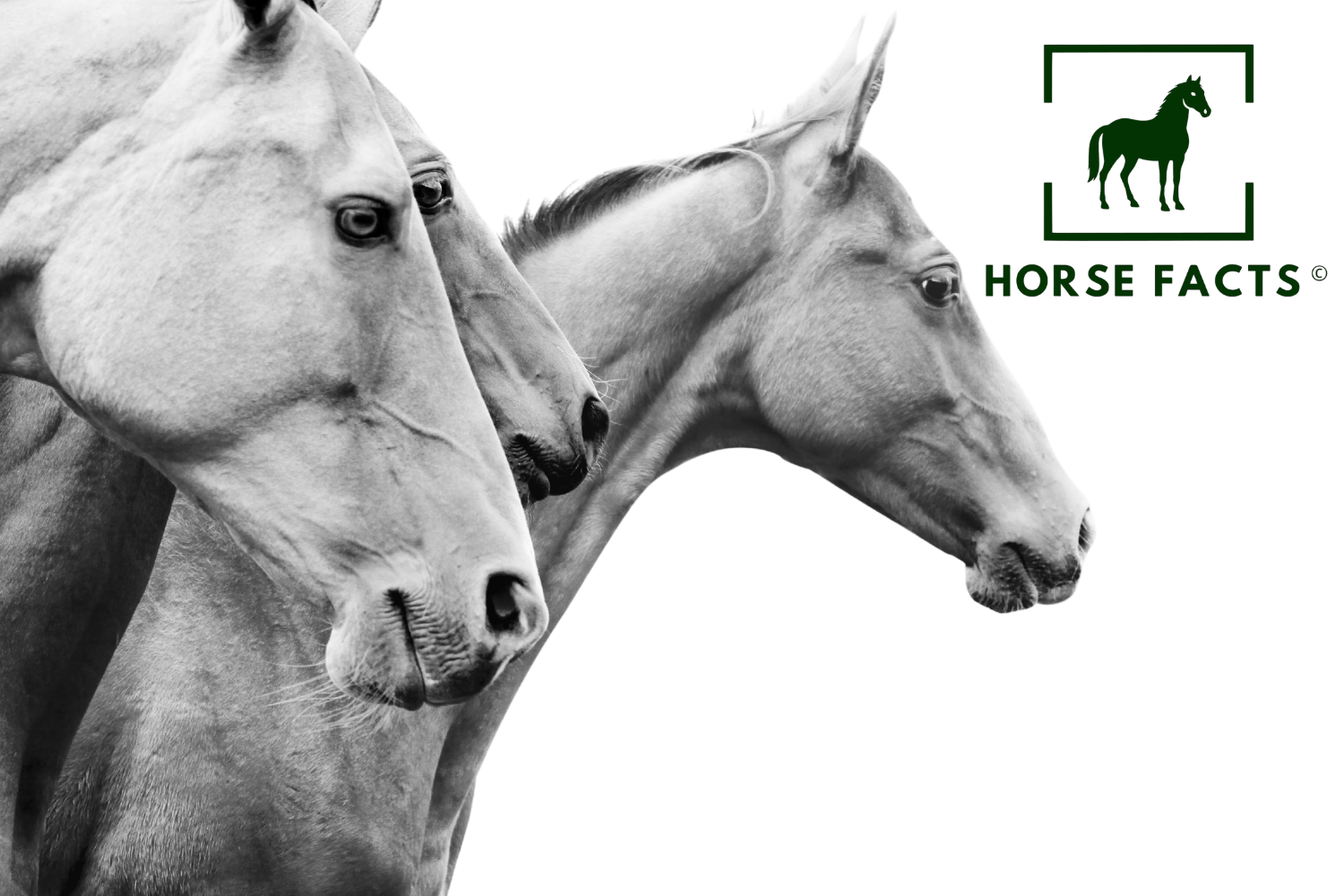 Jeździectwo widmo: tysiące jeźdźców poza radarem statystyk.